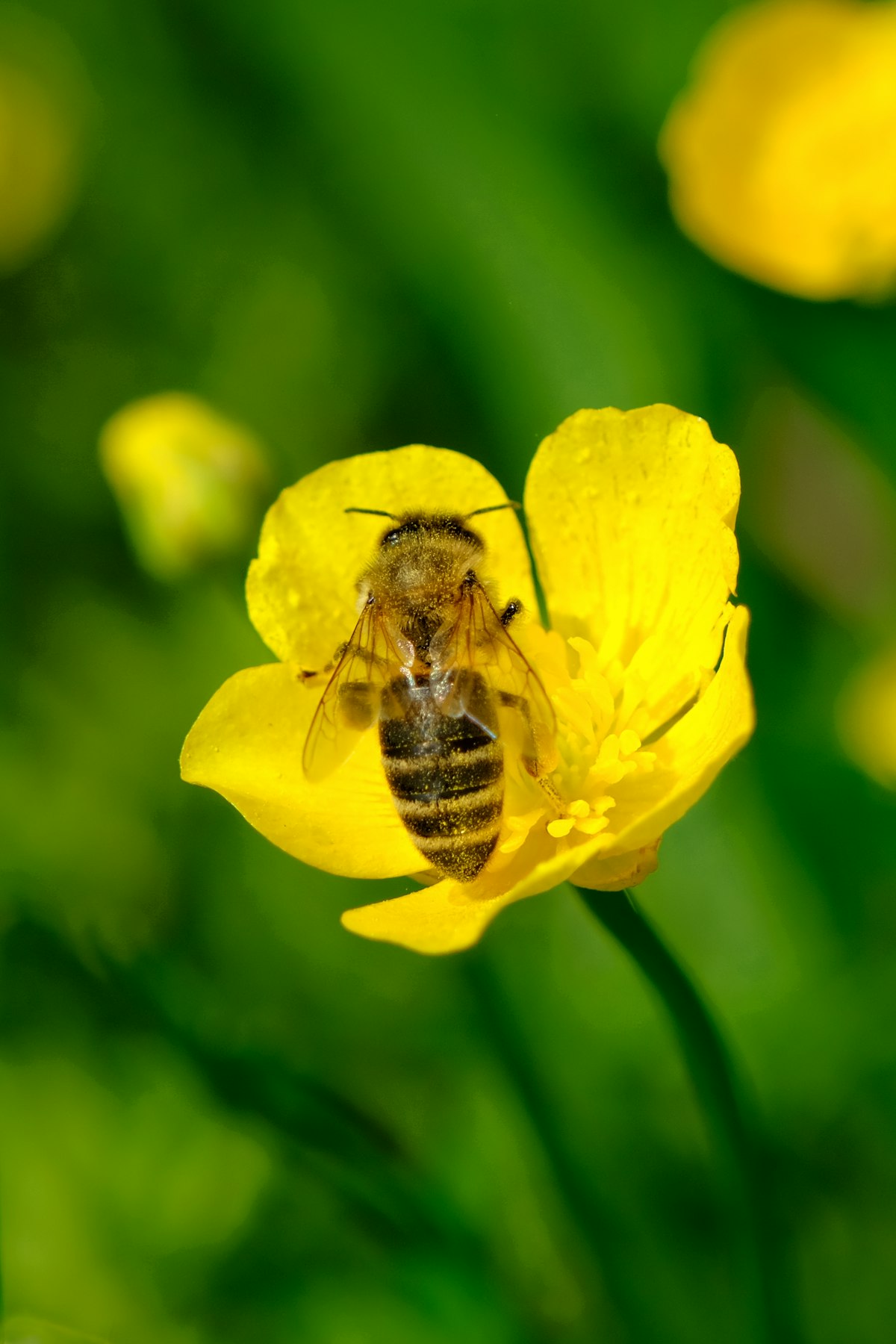 Abeille butinant une fleur jaune, insectes pollinisateurs